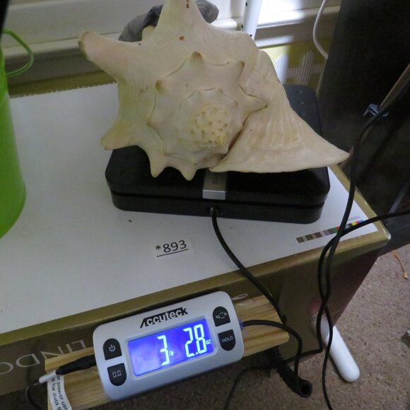 Large REAL Conch Sea Shell 7" tall 9" wide has some chips Tan pink white outer - Picture 10 of 10